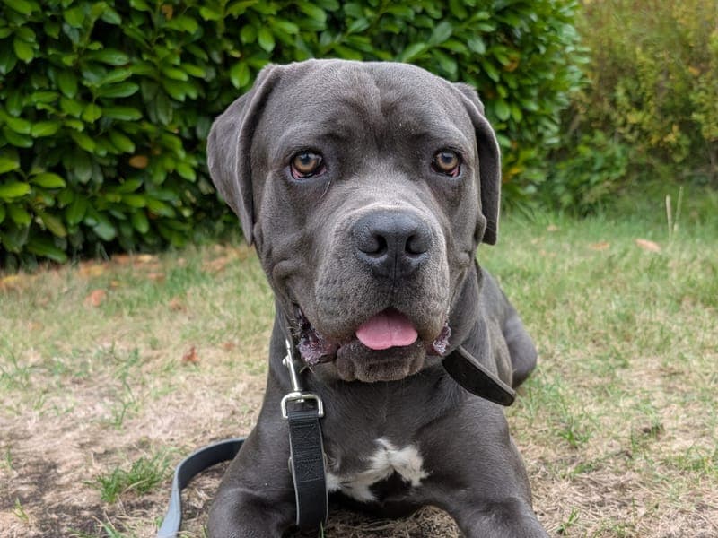 Ares - Hund zur Adoption aus Hamburger Tierschutzverein