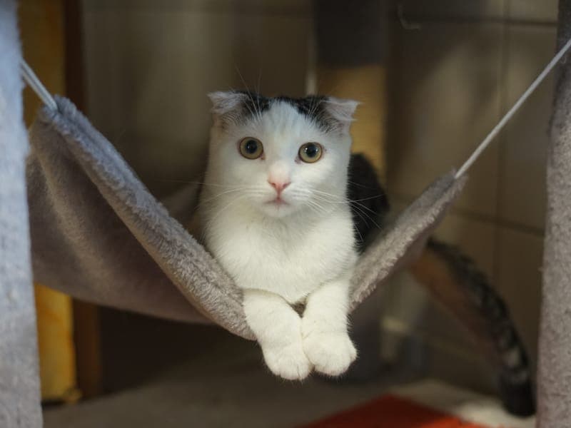 Aria - Katze zur Adoption aus Hamburger Tierschutzverein