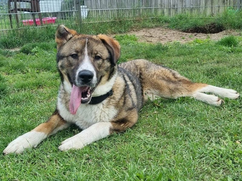 Arnie - Hund zur Adoption aus Hamburger Tierschutzverein