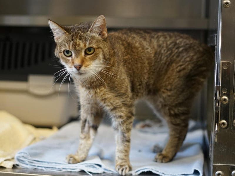 Aurora - Katze zur Adoption aus Hamburger Tierschutzverein