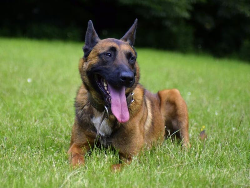 Balou - Hund zur Adoption aus Hamburger Tierschutzverein