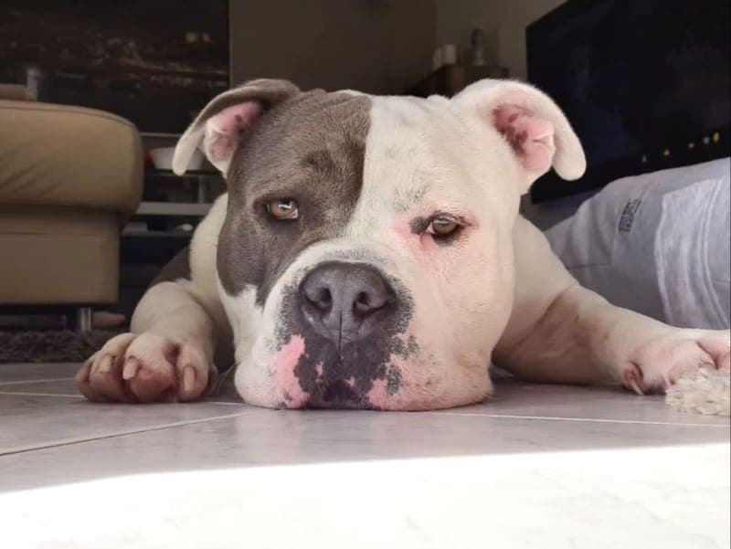 Balu - Hund zur Adoption aus Hamburger Tierschutzverein