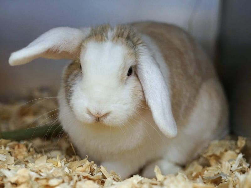 Beethoven - Kleintier zur Adoption aus Hamburger Tierschutzverein