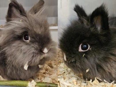 Belle & Balou - Kleintier zur Adoption aus Hamburger Tierschutzverein