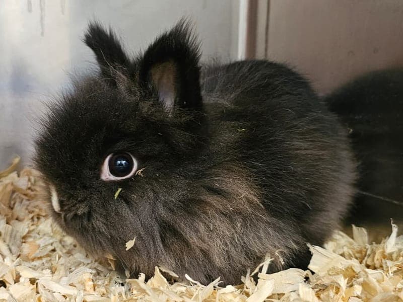 Belle - Kleintier zur Adoption aus Hamburger Tierschutzverein