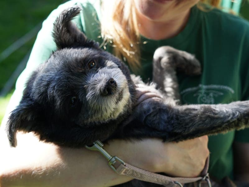 Belo - Hund zur Adoption aus Hamburger Tierschutzverein