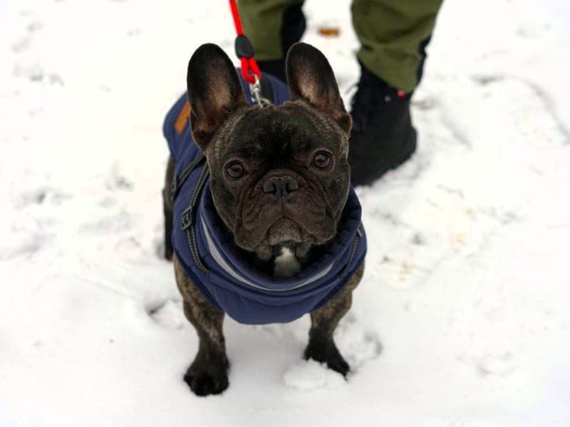Betty - Hund zur Adoption aus Hamburger Tierschutzverein