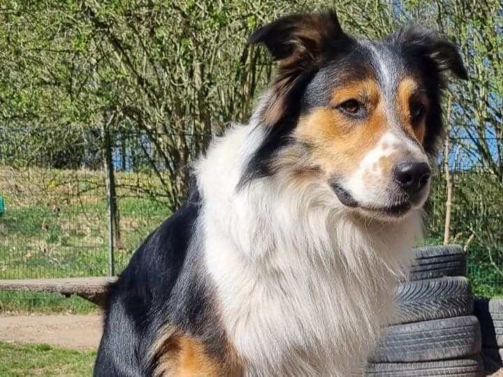 Bingo - Hund zur Adoption aus Hamburger Tierschutzverein