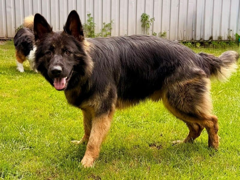 Bobby - Hund zur Adoption aus Hamburger Tierschutzverein
