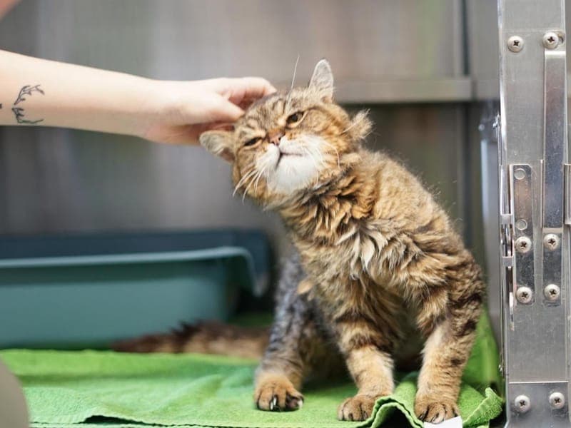Bommel - Katze zur Adoption aus Hamburger Tierschutzverein