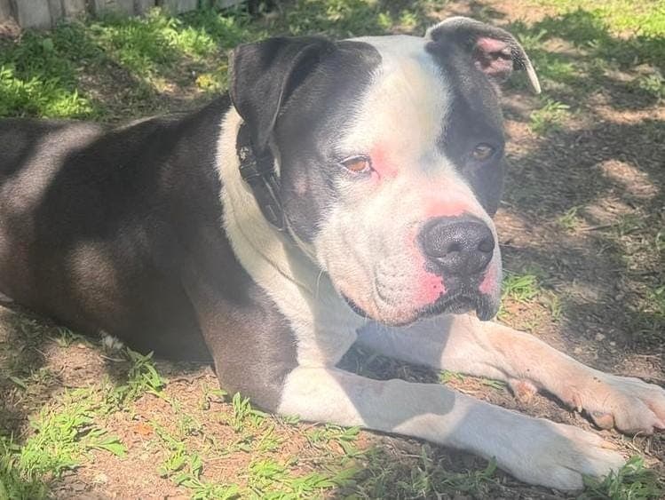 Bounty - Hund zur Adoption aus Hamburger Tierschutzverein