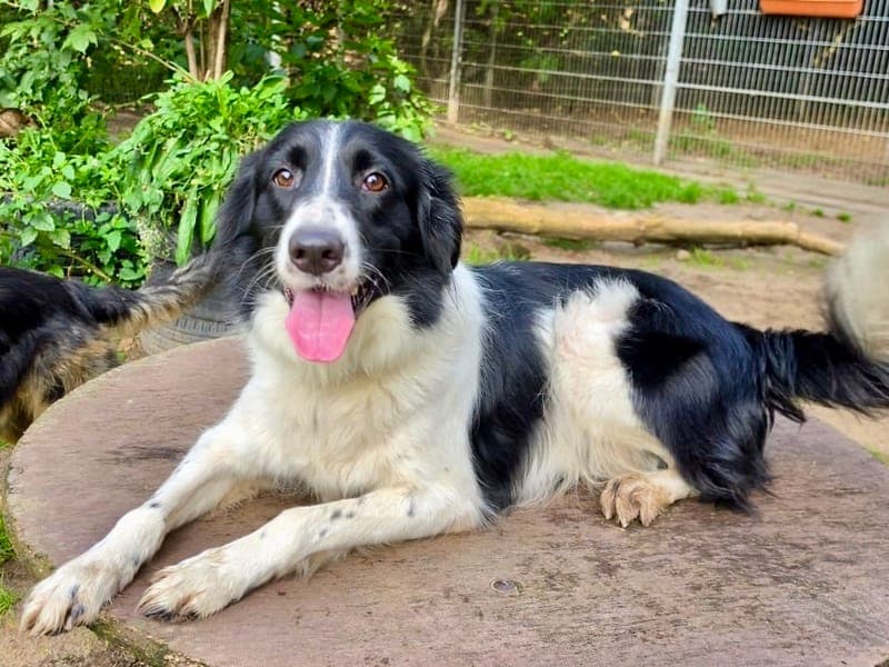 Brausi - Hund zur Adoption aus Hamburger Tierschutzverein
