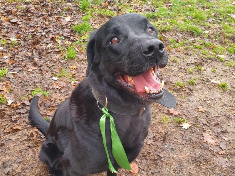 Brezel - Hund zur Adoption aus Hamburger Tierschutzverein