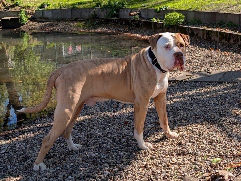 Bronx - Hund zur Adoption aus Hamburger Tierschutzverein