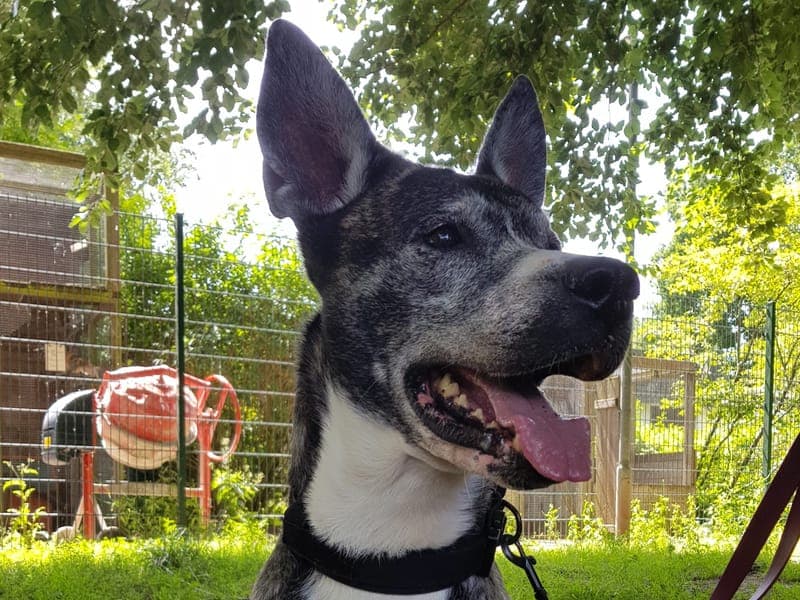 Bruno - Hund zur Adoption aus Hamburger Tierschutzverein