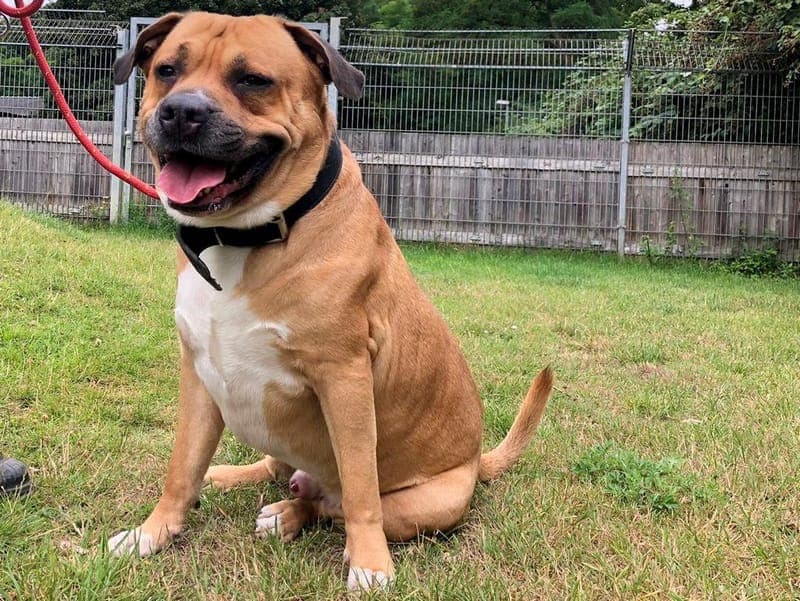 Buddy - Hund zur Adoption aus Hamburger Tierschutzverein