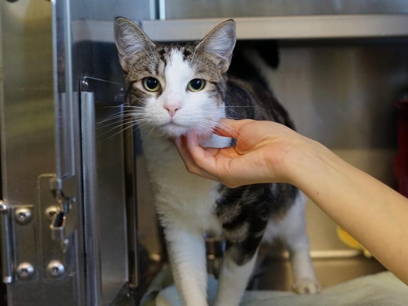 Bueno - Katze zur Adoption aus Hamburger Tierschutzverein