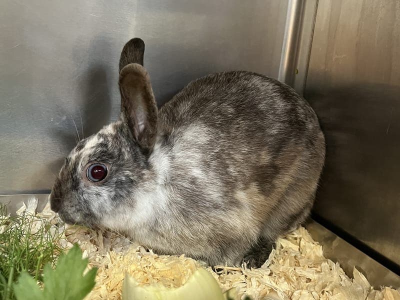 Bulma - Kleintier zur Adoption aus Hamburger Tierschutzverein