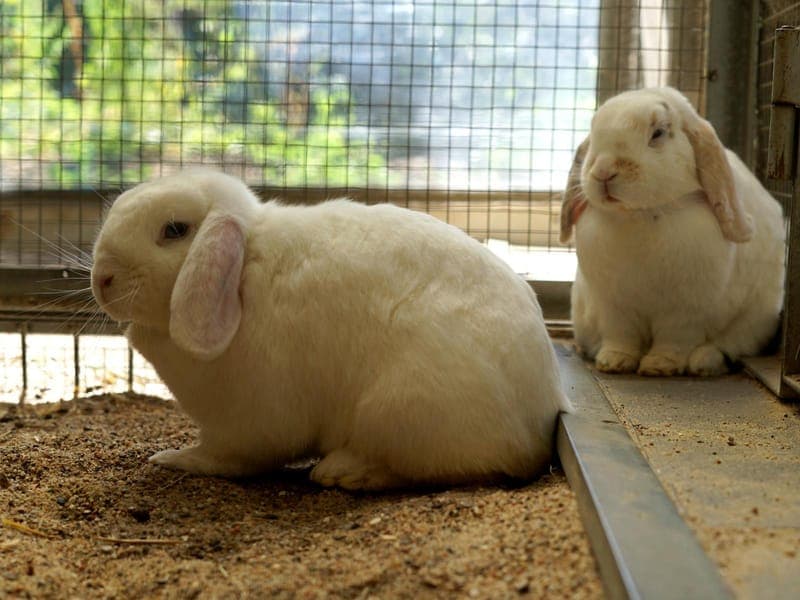 Bunny & Hoppel - Kleintier zur Adoption aus Hamburger Tierschutzverein