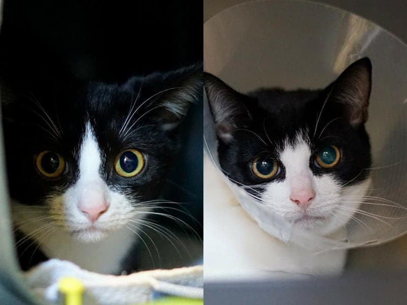 Buzz & Woody - Katze zur Adoption aus Hamburger Tierschutzverein