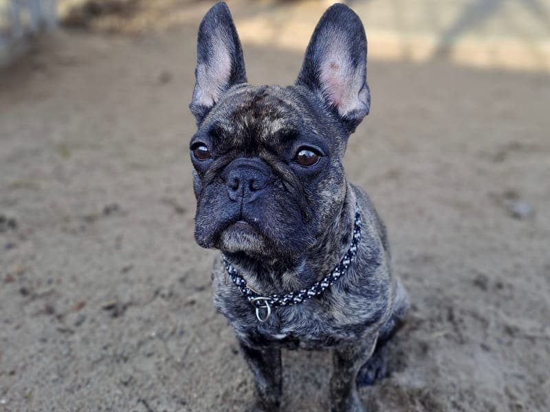 Caja - Hund zur Adoption aus Hamburger Tierschutzverein