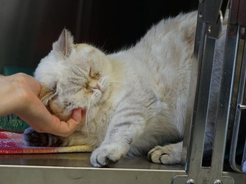 Calla - Katze zur Adoption aus Hamburger Tierschutzverein
