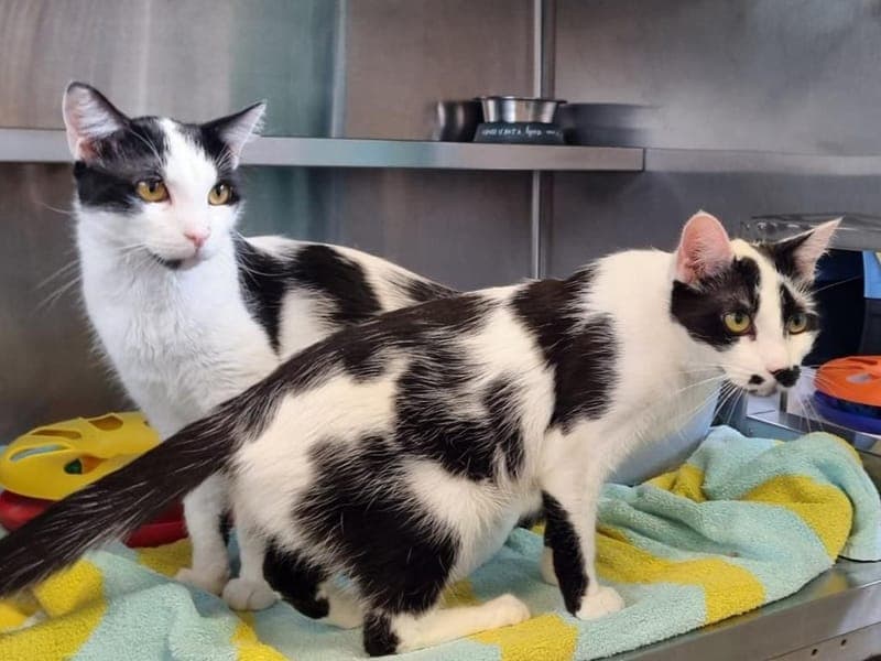 Cede & Kasette - Katze zur Adoption aus Hamburger Tierschutzverein