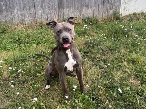 Chapo - Hund zur Adoption aus Hamburger Tierschutzverein