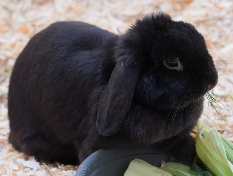 Charlie - Kleintier zur Adoption aus Hamburger Tierschutzverein