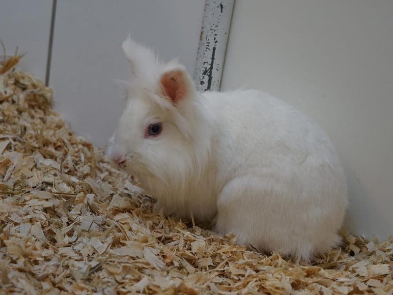 Charly - Kleintier zur Adoption aus Hamburger Tierschutzverein