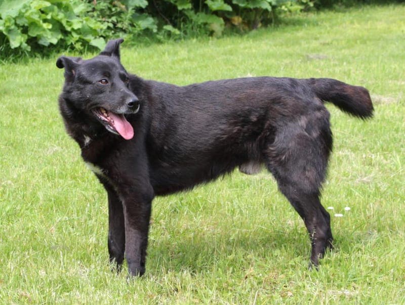 Chester - Hund zur Adoption aus Hamburger Tierschutzverein