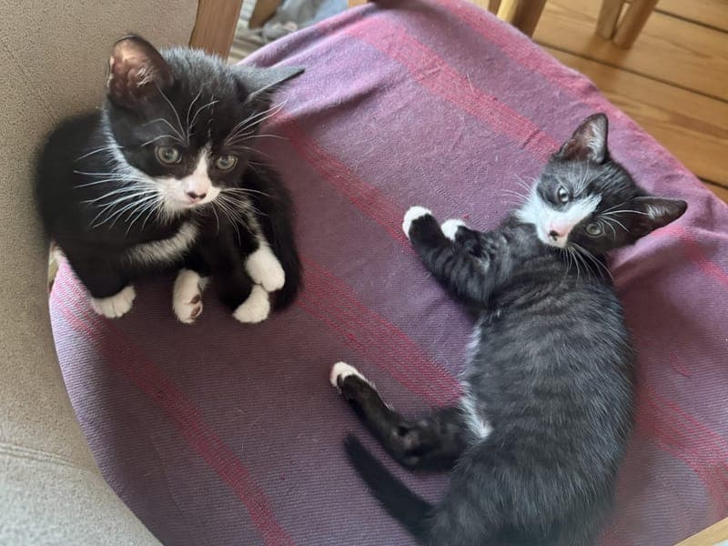 Chilli & Kiwi - Katze zur Adoption aus Hamburger Tierschutzverein