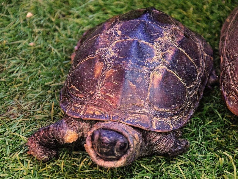 Chinesische Dreikielschildkröten - Exot zur Adoption aus Hamburger Tierschutzverein