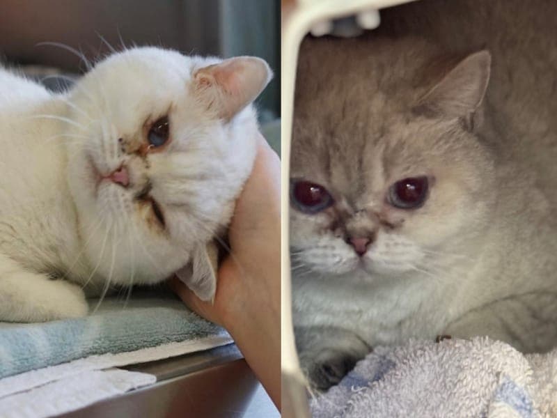 Chummy & Zummi - Katze zur Adoption aus Hamburger Tierschutzverein
