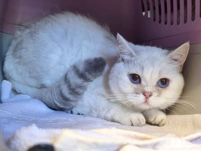 Chummy - Katze zur Adoption aus Hamburger Tierschutzverein