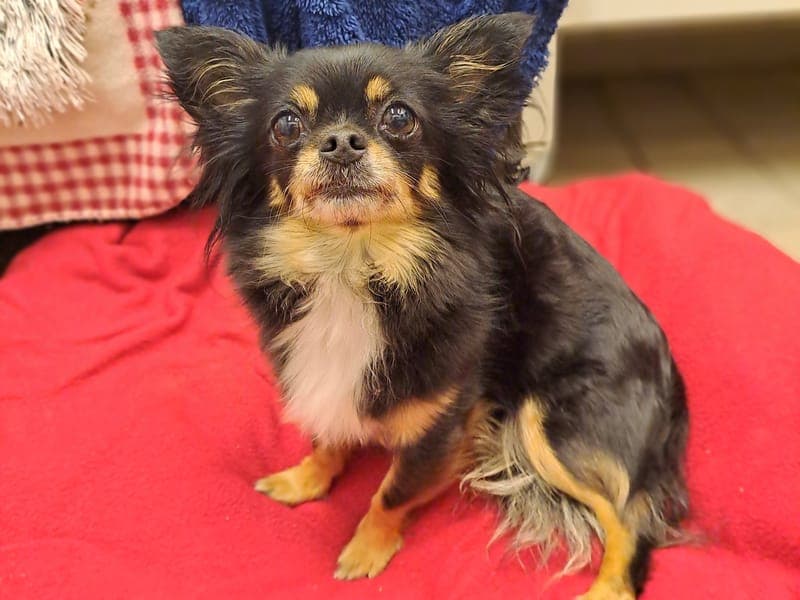 Cleo - Hund zur Adoption aus Hamburger Tierschutzverein