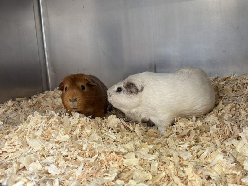Cookie & Cream - Kleintier zur Adoption aus Hamburger Tierschutzverein
