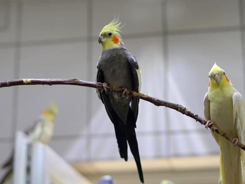 Dedushka - Vogel zur Adoption aus Hamburger Tierschutzverein