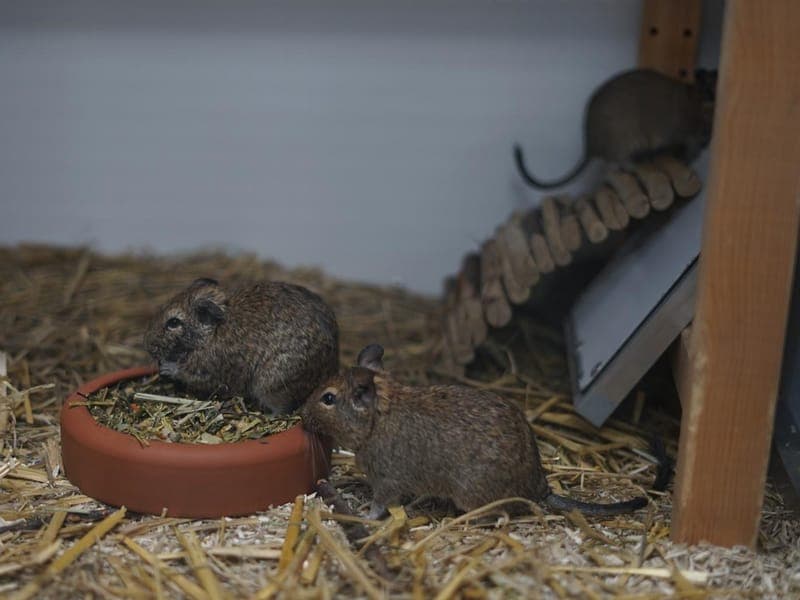 Degu-Damen-Quartett - Kleintier zur Adoption aus Hamburger Tierschutzverein