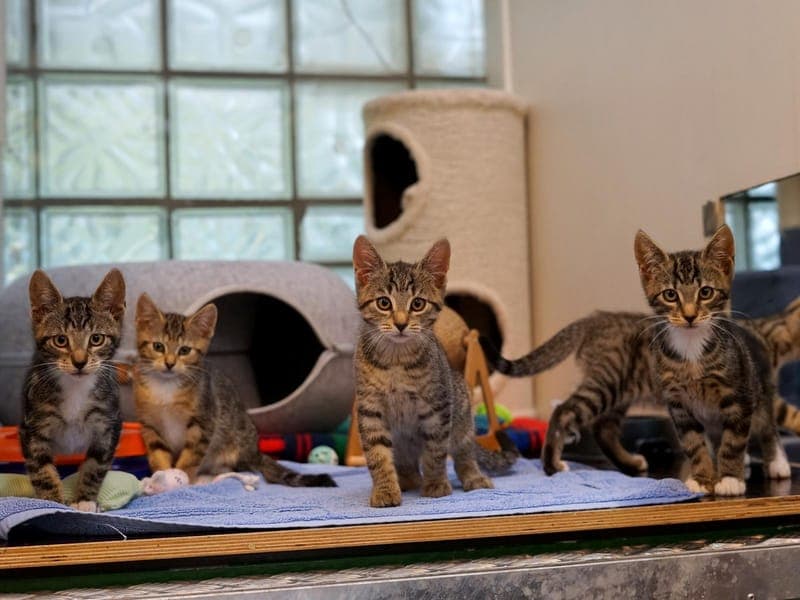 Der Obstkorb - Katze zur Adoption aus Hamburger Tierschutzverein