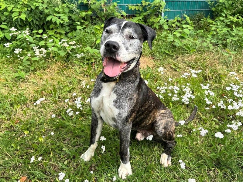 Diabolo - Hund zur Adoption aus Hamburger Tierschutzverein