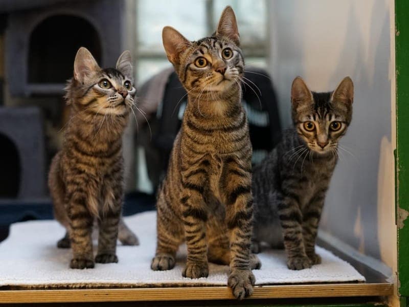 Die muntere Meute - Katze zur Adoption aus Hamburger Tierschutzverein