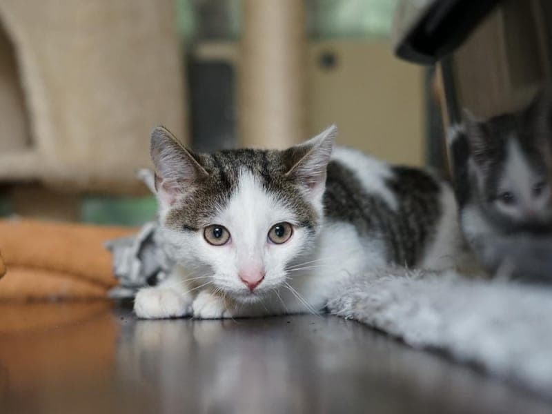 Dimitri - Katze zur Adoption aus Hamburger Tierschutzverein
