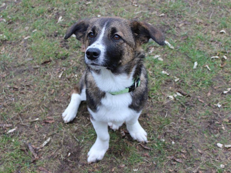 Dino - Hund zur Adoption aus Hamburger Tierschutzverein