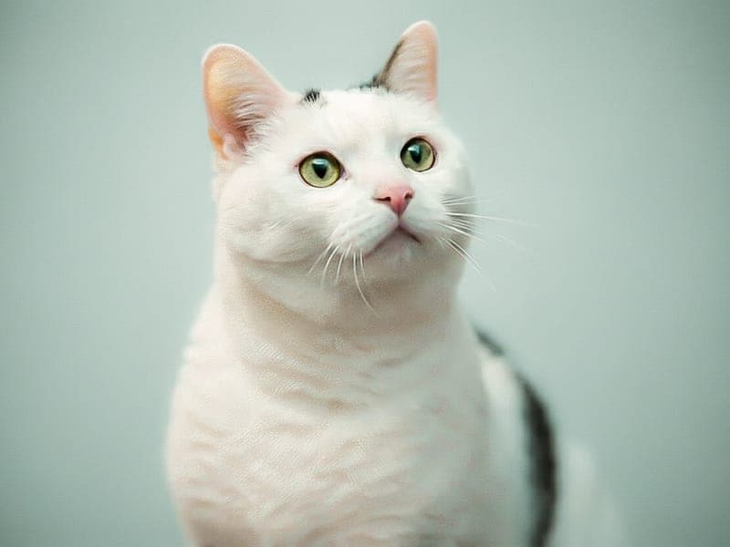 Diva - Katze zur Adoption aus Hamburger Tierschutzverein