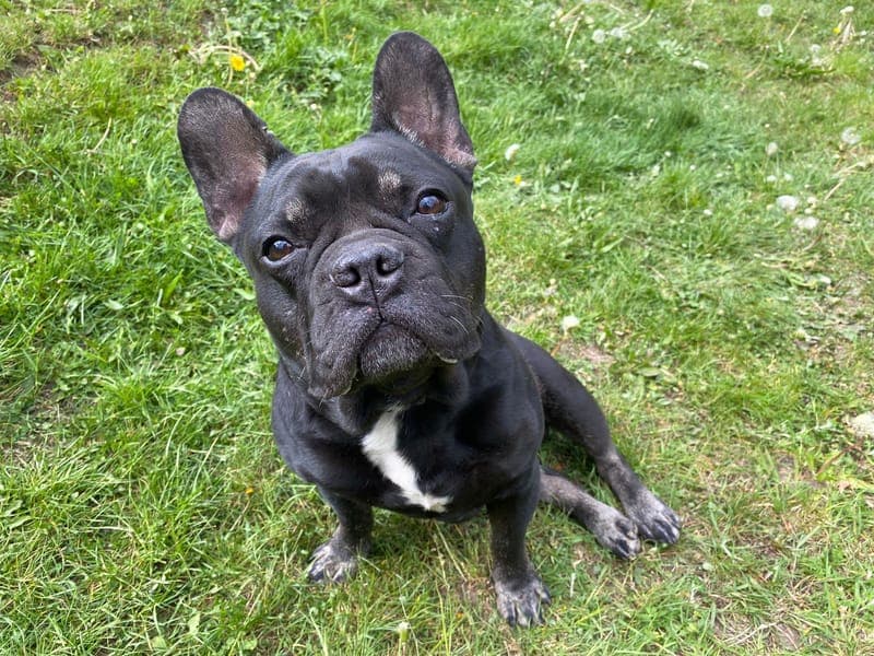 Dustin - Hund zur Adoption aus Hamburger Tierschutzverein