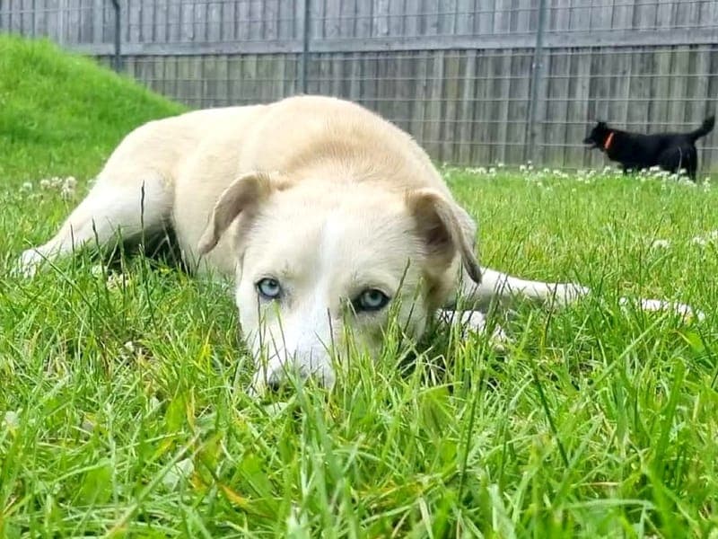 Elfi - Hund zur Adoption aus Hamburger Tierschutzverein