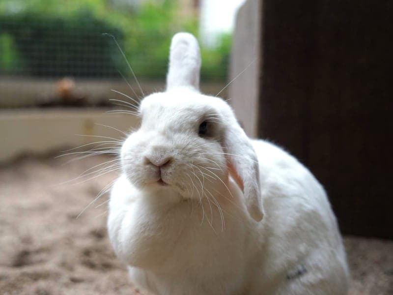 Elisa - Kleintier zur Adoption aus Hamburger Tierschutzverein