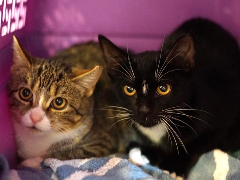 Ella & Hanna - Katze zur Adoption aus Hamburger Tierschutzverein