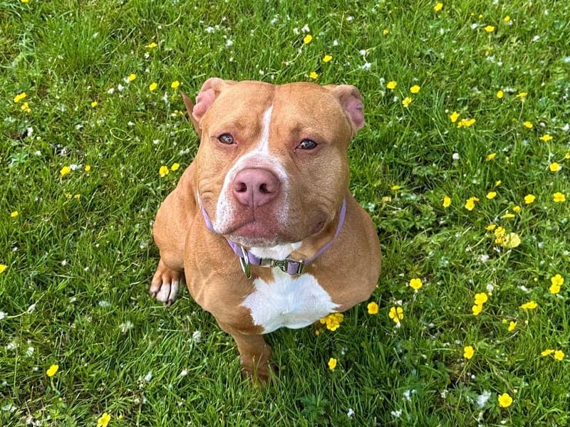 Elliot - Hund zur Adoption aus Hamburger Tierschutzverein